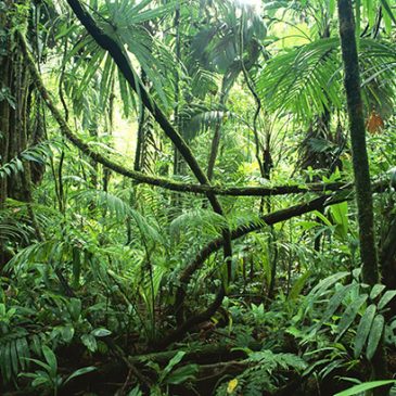 Les arbres au secours de la planète